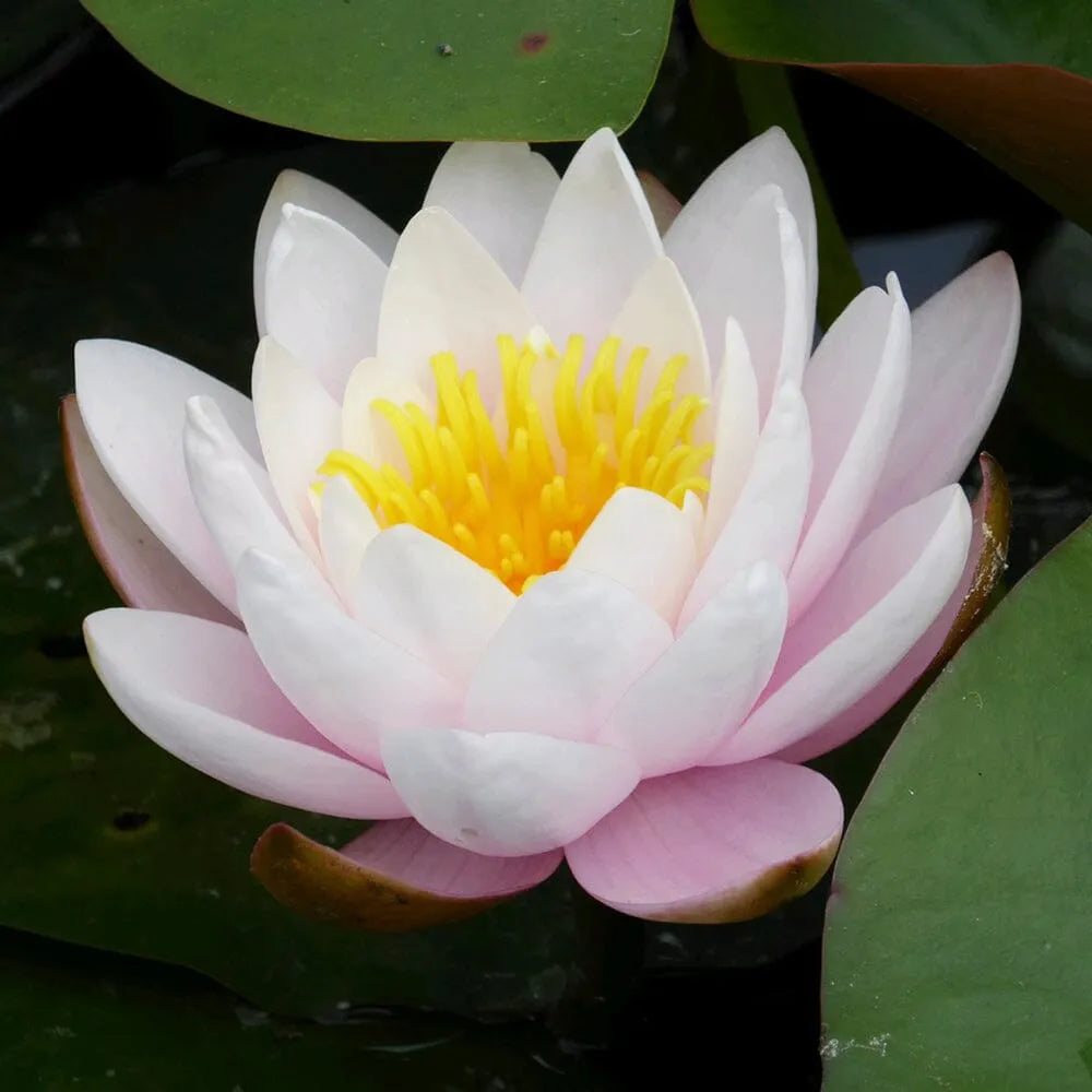 Nymphaea Marliacea Rosea Aquatic Pond Plant - Water Lily