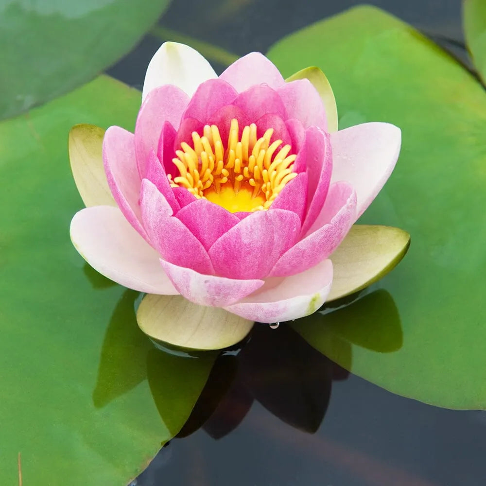 Nymphaea Masaniello Aquatic Pond Plant - Water Lily