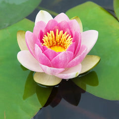 Nymphaea Masaniello Aquatic Pond Plant - Water Lily