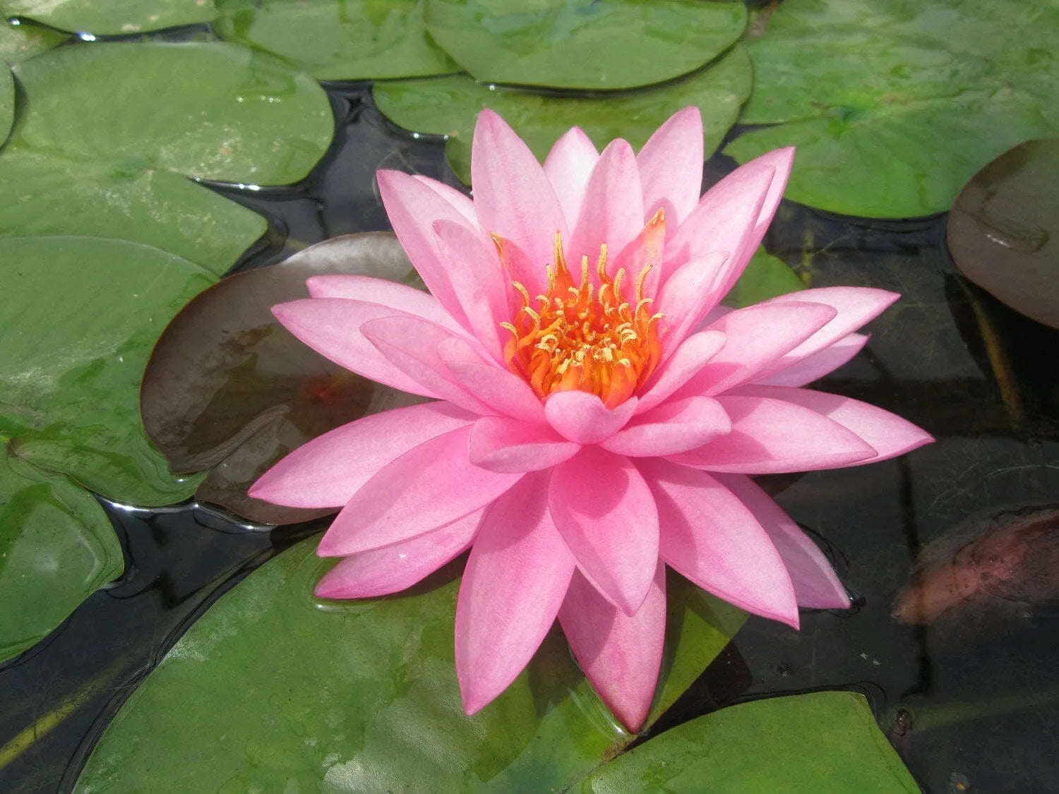 Nymphaea Mayla Aquatic Pond Plant - Water Lily