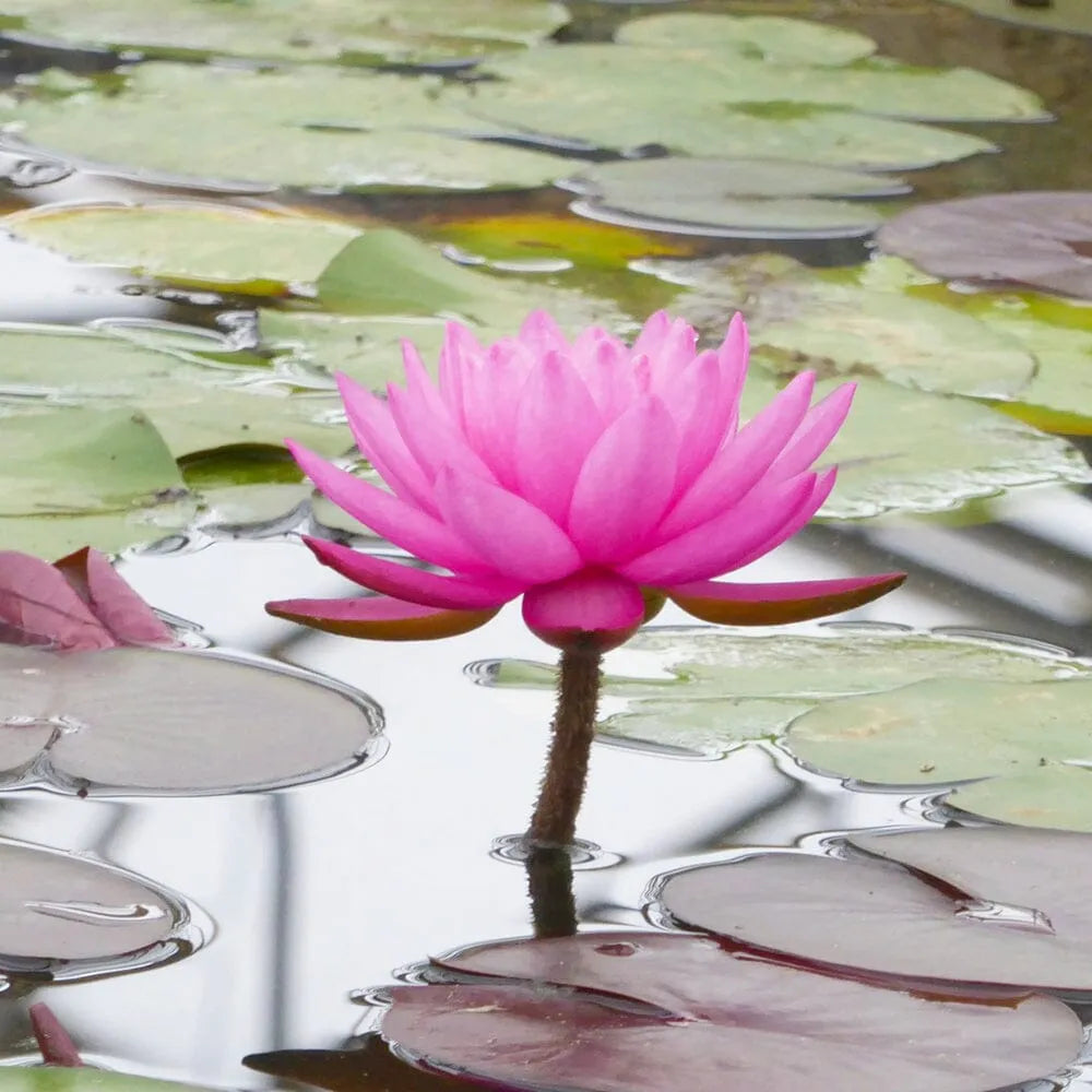 Nymphaea Mayla Aquatic Pond Plant - Water Lily