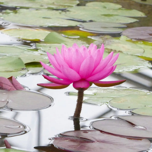Nymphaea Mayla Aquatic Pond Plant - Water Lily