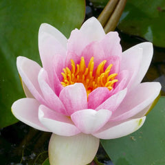 Nymphaea Mrs Richmond Aquatic Pond Plant - Water Lily