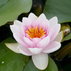 Nymphaea Mrs Richmond Aquatic Pond Plant - Water Lily