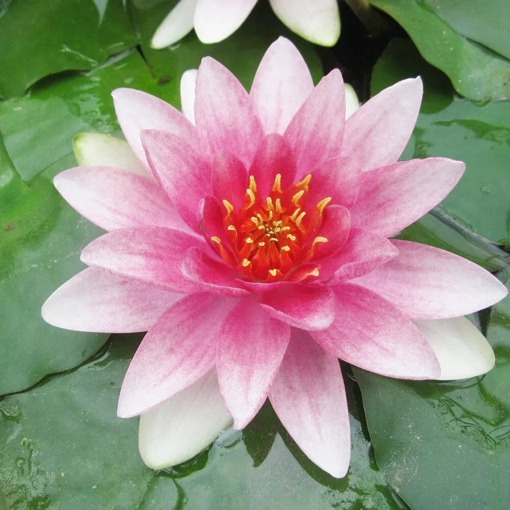 Nymphaea Mrs Richmond Aquatic Pond Plant - Water Lily