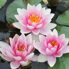 Live Fuschia Pom Pom Water Lily – Winter Hardy Nymphaea, Pink Perennial Aquatic Pond Plant