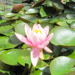 Nymphaea Odorata Firecrest Aquatic Pond Plant - Water Lily