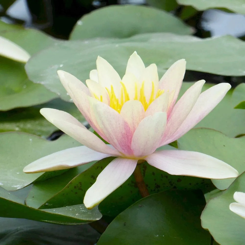Nymphaea Paul Hariot Aquatic Pond Plant - Water Lily