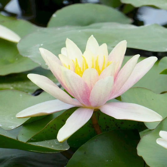 Nymphaea Paul Hariot Aquatic Pond Plant - Water Lily