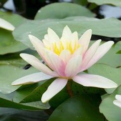 Nymphaea Paul Hariot Aquatic Pond Plant - Water Lily