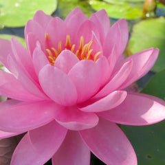 Nymphaea Perry's Fire Opal Aquatic Pond Plant - Water Lily