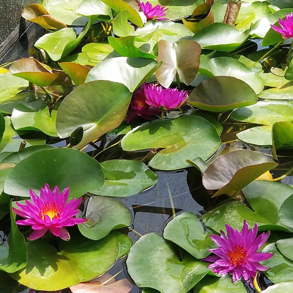 Nymphaea Purple Fantasy Aquatic Pond Plant - Water Lily