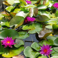 Nymphaea Purple Fantasy Aquatic Pond Plant - Water Lily
