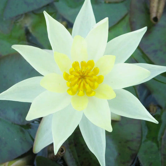 Nymphaea Pygmaea Helvola Aquatic Pond Plant - Water Lily