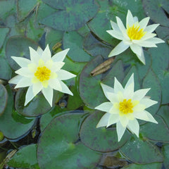 Nymphaea Pygmaea Helvola Aquatic Pond Plant - Water Lily