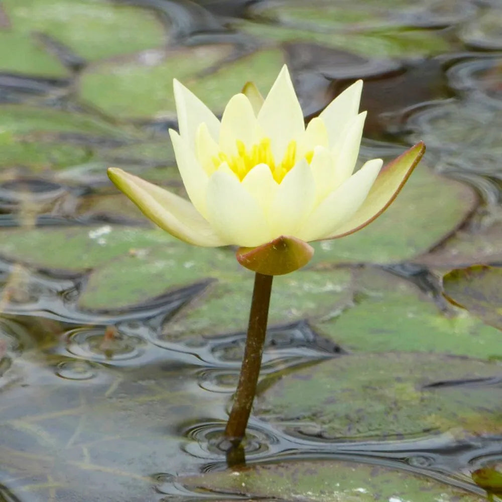 Nymphaea Pygmaea Helvola Aquatic Pond Plant - Water Lily