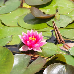 Nymphaea Rene Gerard Aquatic Pond Plant - Water Lily