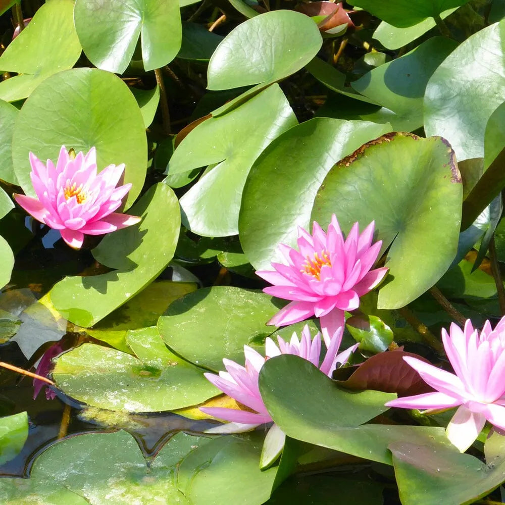 Nymphaea Rose Arey Aquatic Pond Plant - Water Lily