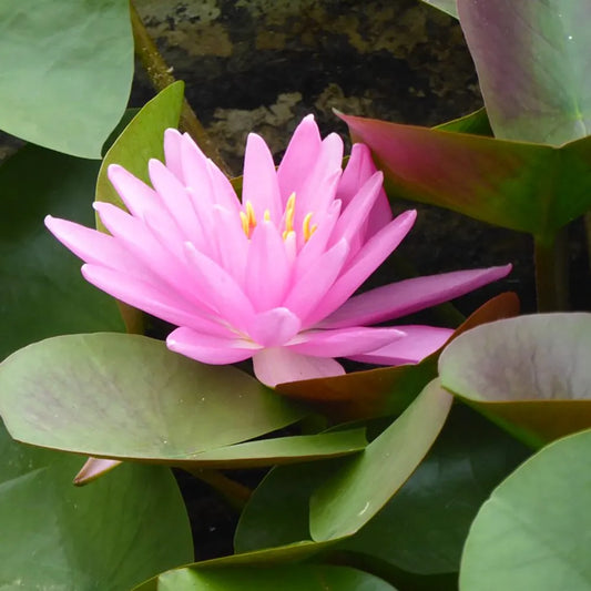Nymphaea Rose Arey Aquatic Pond Plant - Water Lily