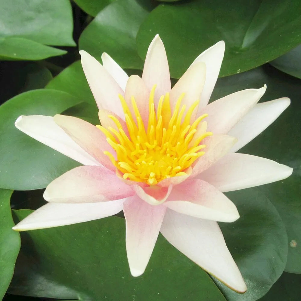 Nymphaea Sioux Aquatic Pond Plant - Water Lily