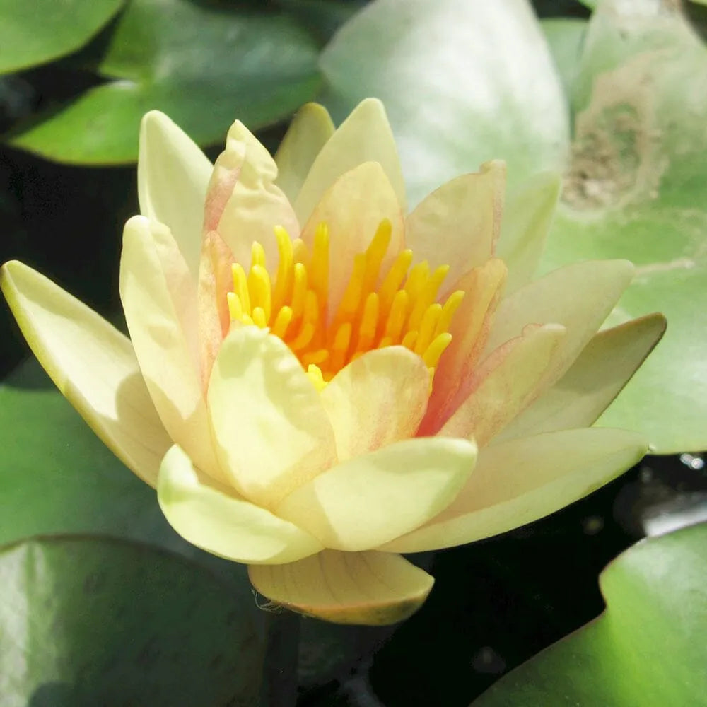 Nymphaea Sioux Aquatic Pond Plant - Water Lily