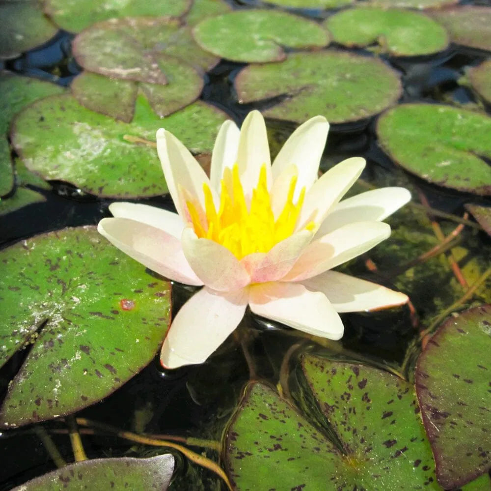 Nymphaea Sioux Aquatic Pond Plant - Water Lily