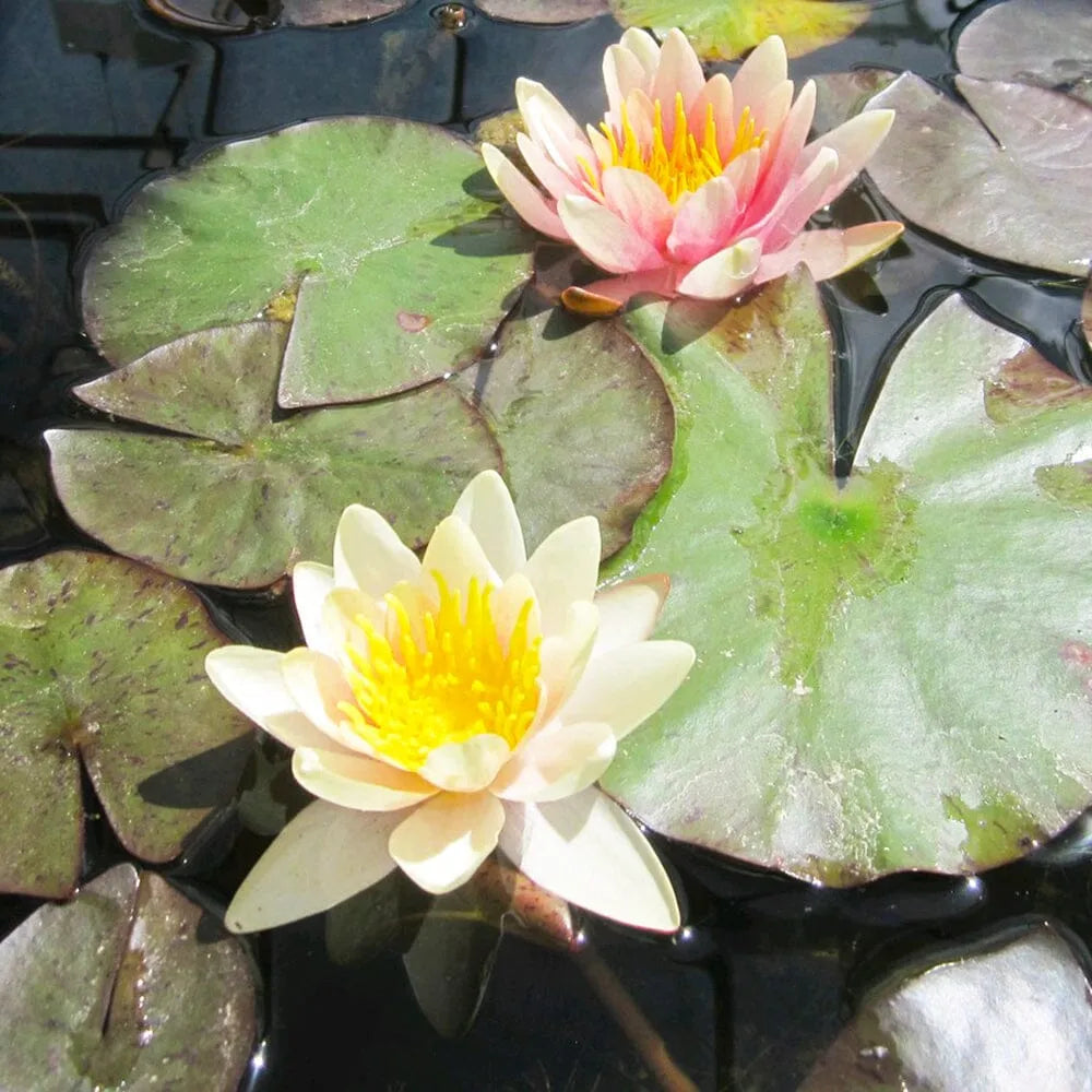 Nymphaea Sioux Aquatic Pond Plant - Water Lily