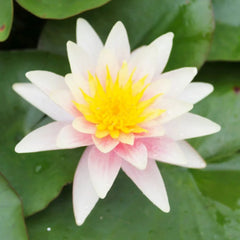 Nymphaea Sioux Aquatic Pond Plant - Water Lily