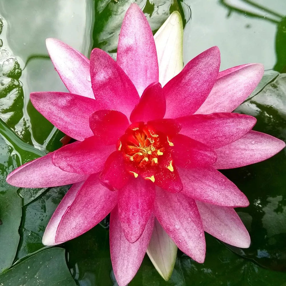 Nymphaea Sirius Aquatic Pond Plant - Water Lily