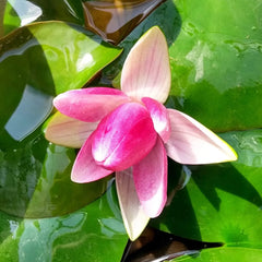 Nymphaea Sirius Aquatic Pond Plant - Water Lily