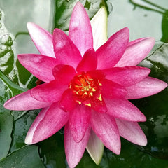 Nymphaea Sirius Aquatic Pond Plant - Water Lily