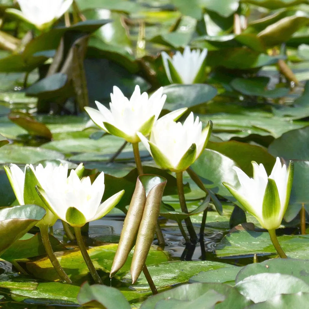 Nymphaea Snow Princess Aquatic Pond Plant - Water Lily