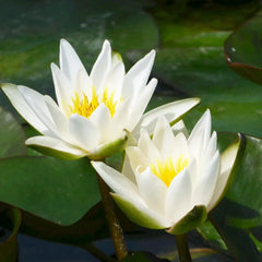 Nymphaea Snow Princess Aquatic Pond Plant - Water Lily