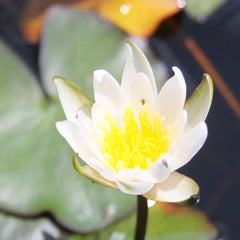 Nymphaea Snow Princess Aquatic Pond Plant - Water Lily