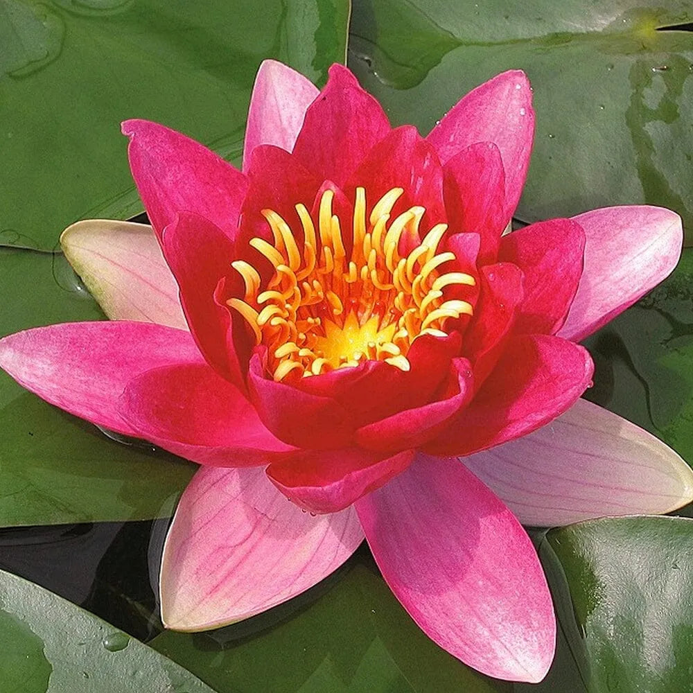 Nymphaea Vesuve Aquatic Pond Plant - Water Lily