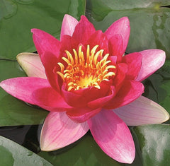 Nymphaea Vesuve Aquatic Pond Plant - Water Lily