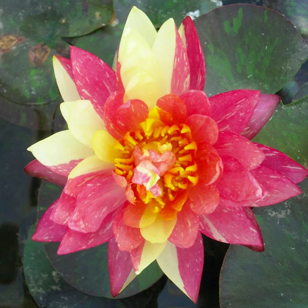 Nymphaea Wanvisa Aquatic Pond Plant - Water Lily