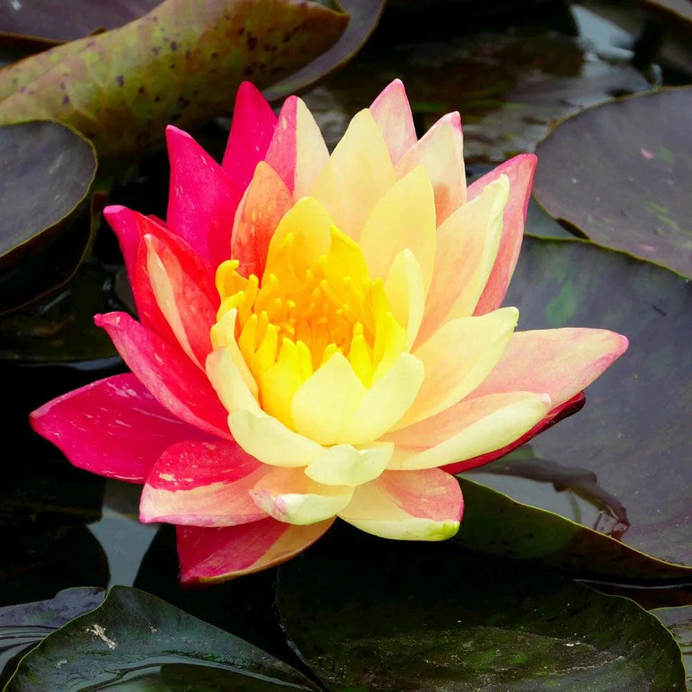 Nymphaea Wanvisa Aquatic Pond Plant - Water Lily