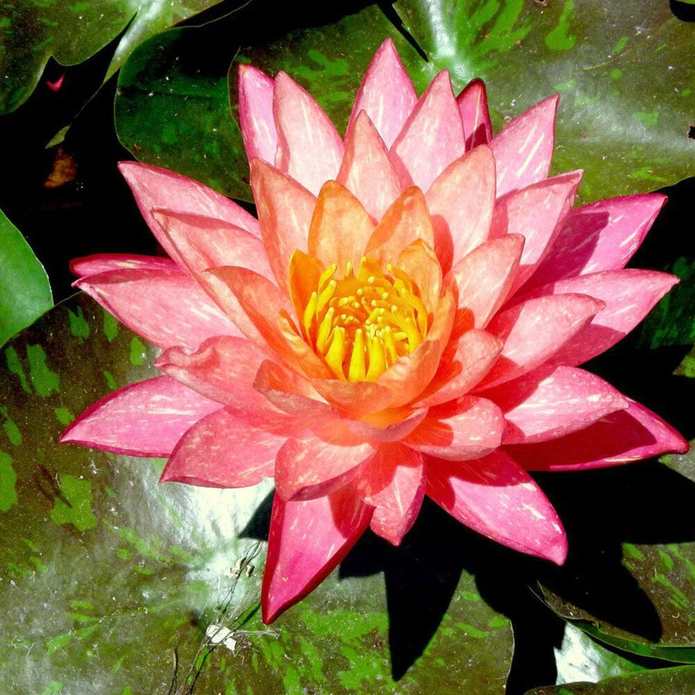 Nymphaea Wanvisa Aquatic Pond Plant - Water Lily