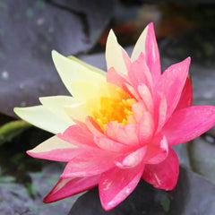 Nymphaea Wanvisa Aquatic Pond Plant - Water Lily