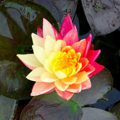 Nymphaea Wanvisa Aquatic Pond Plant - Water Lily