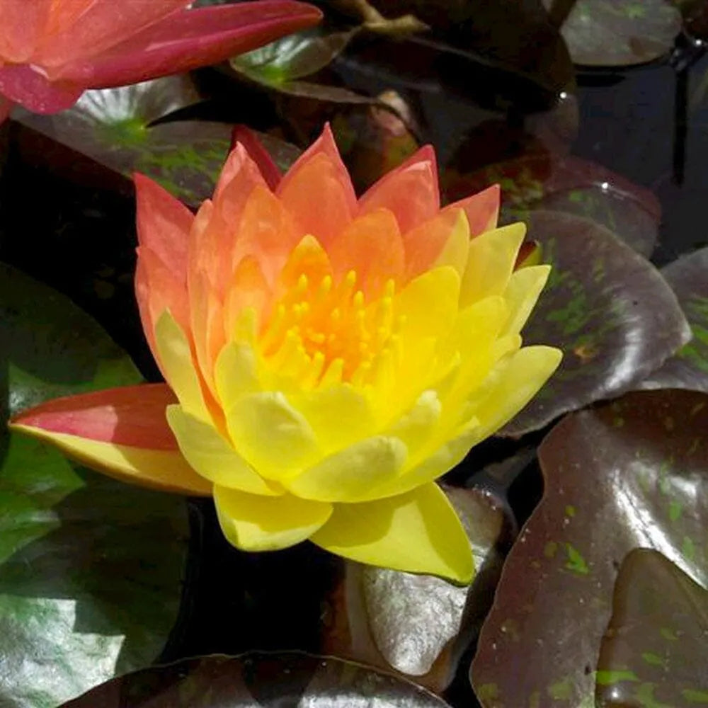 Nymphaea Wanvisa Aquatic Pond Plant - Water Lily