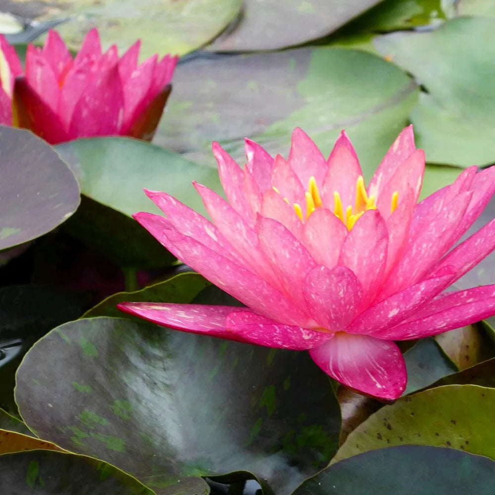 Nymphaea Wanvisa Aquatic Pond Plant - Water Lily