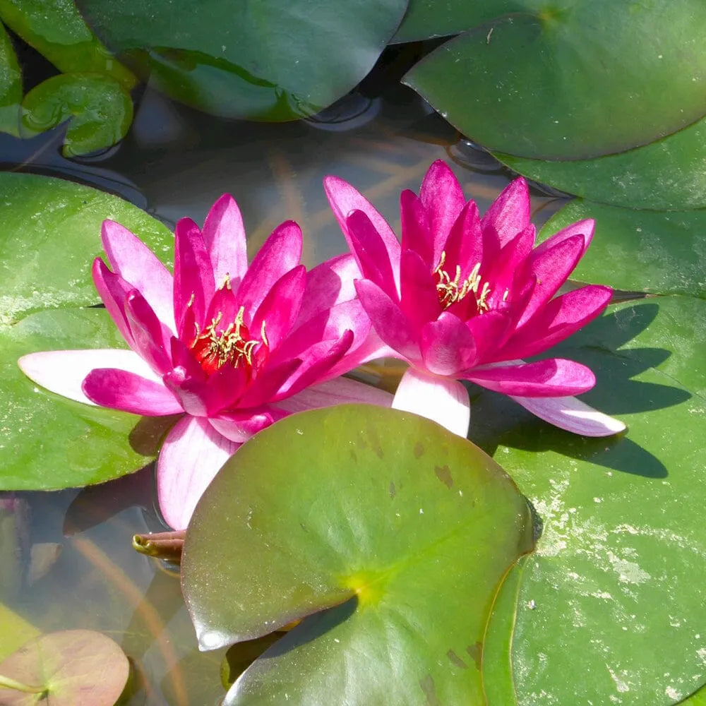 Nymphaea Xiafei Aquatic Pond Plant - Water Lily
