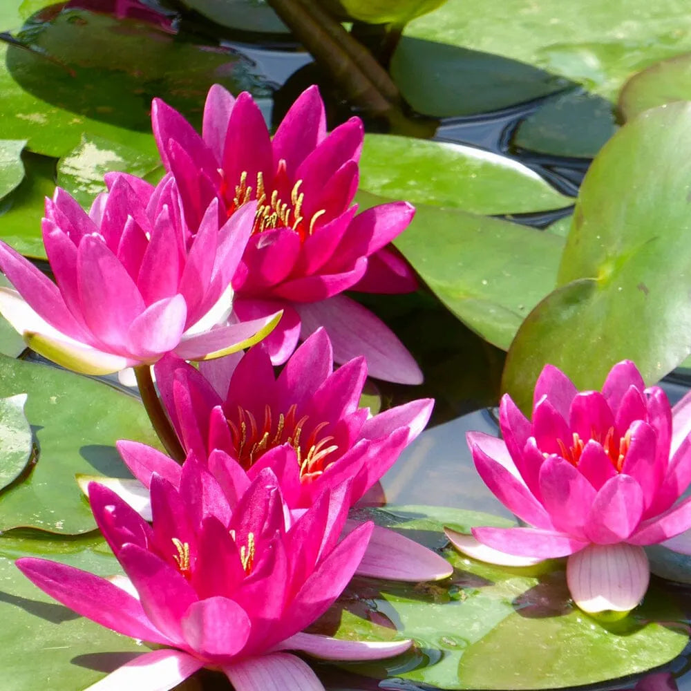 Nymphaea Xiafei Aquatic Pond Plant - Water Lily