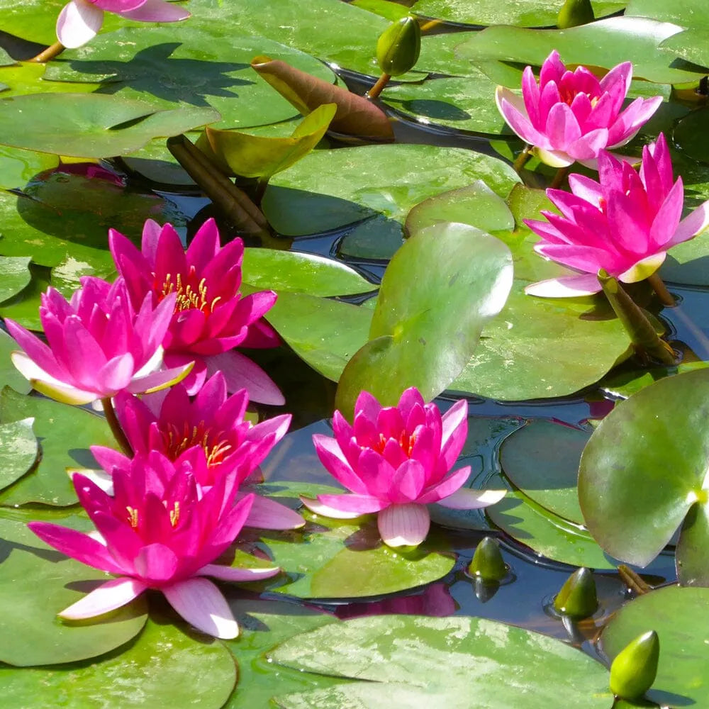 Nymphaea Xiafei Aquatic Pond Plant - Water Lily