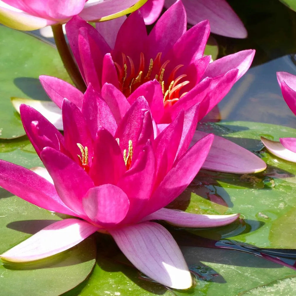 Nymphaea Xiafei Aquatic Pond Plant - Water Lily