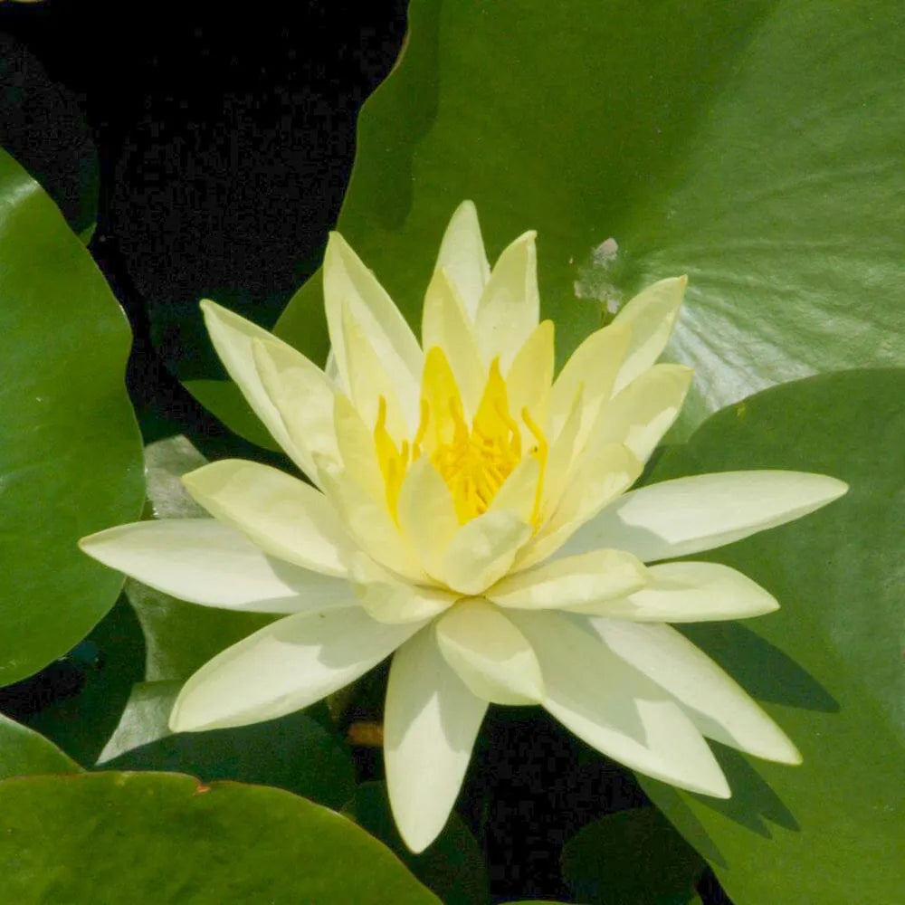 Nymphaea Yellow Sensation Aquatic Pond Plant - Water Lily