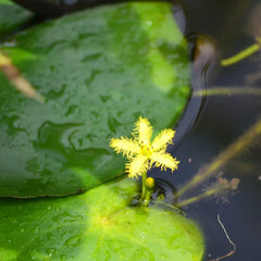 Nymphoides Thunbergiana Aquatic Pond Plant - Asian Water Snowflake