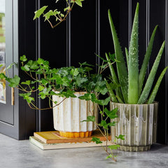 Office Plant Refresh Subscription